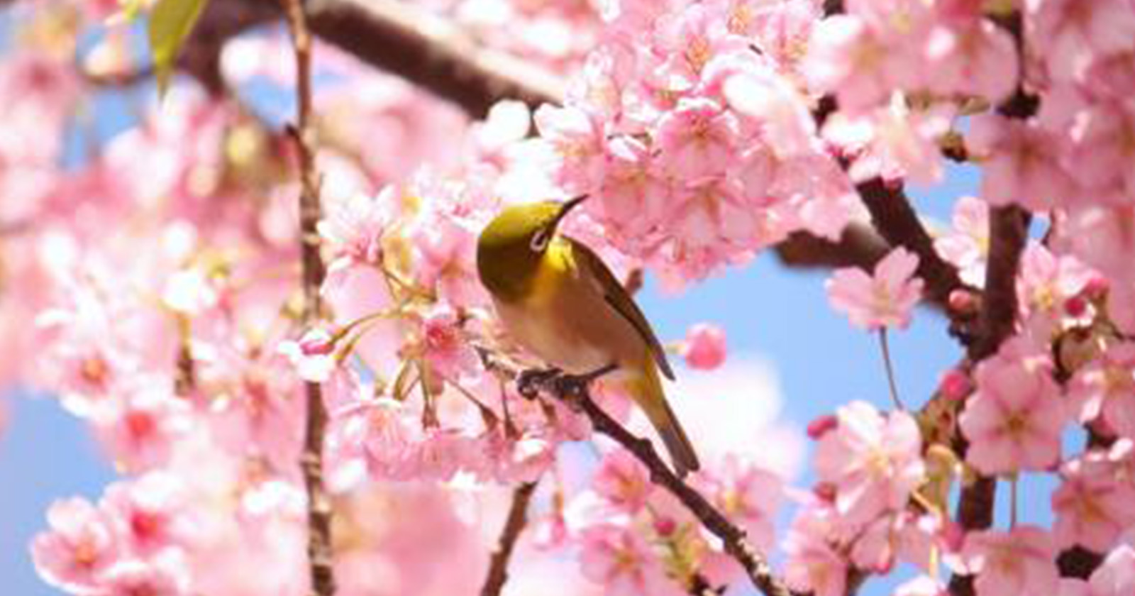 Blossoms in the Evening 限定版 250部 Minami no Sakura & Nanohana Festival | Kawazu Cherry Blossoms and