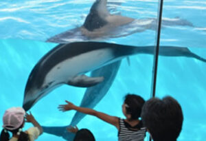 下田海中水族館