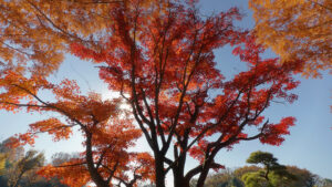 紅葉の画像