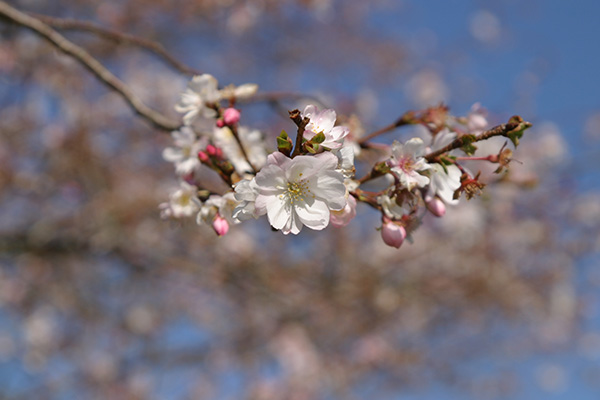伊東の秋